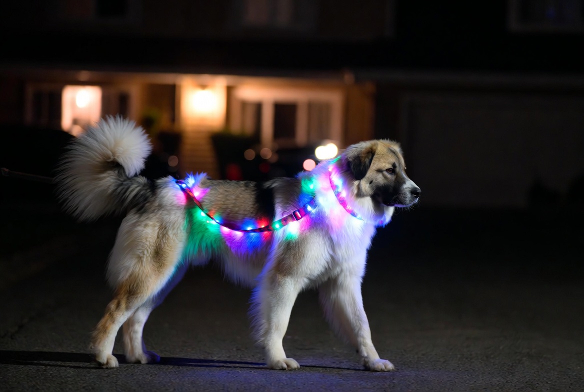 The Best Light Up LED Gear For Your Dog In 2026