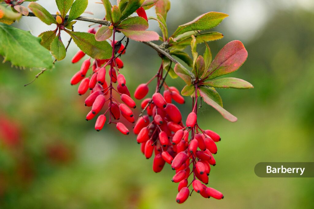 Barberry plant from which barberine supplements are derived